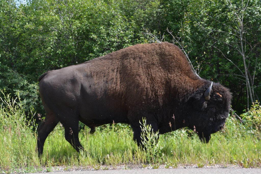 Another huge wood bison strolling along our road, not a care in the world