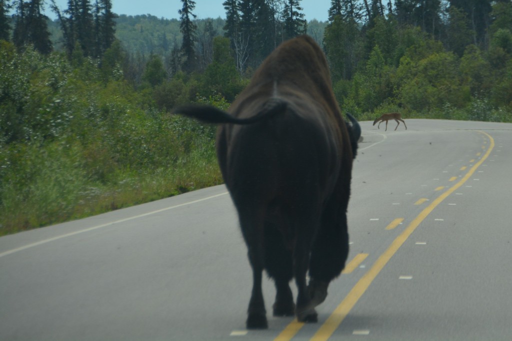 Not much of a photo but it was only after I took it that we noticed a deer also crossing the road up ahead