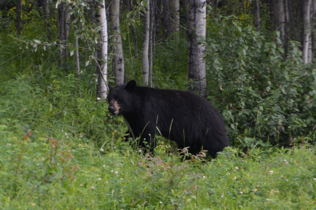 A large female black bear keeping a wary eye on us as we kept a fascinated eye on her