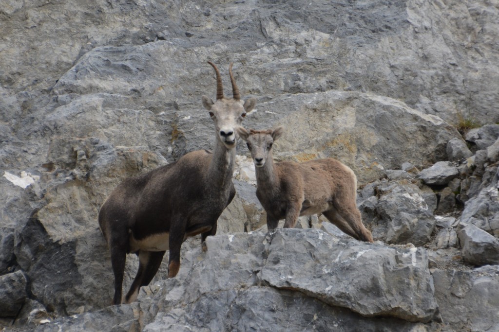 A mother and baby stone sheep do what they do best - scale steep rock faces