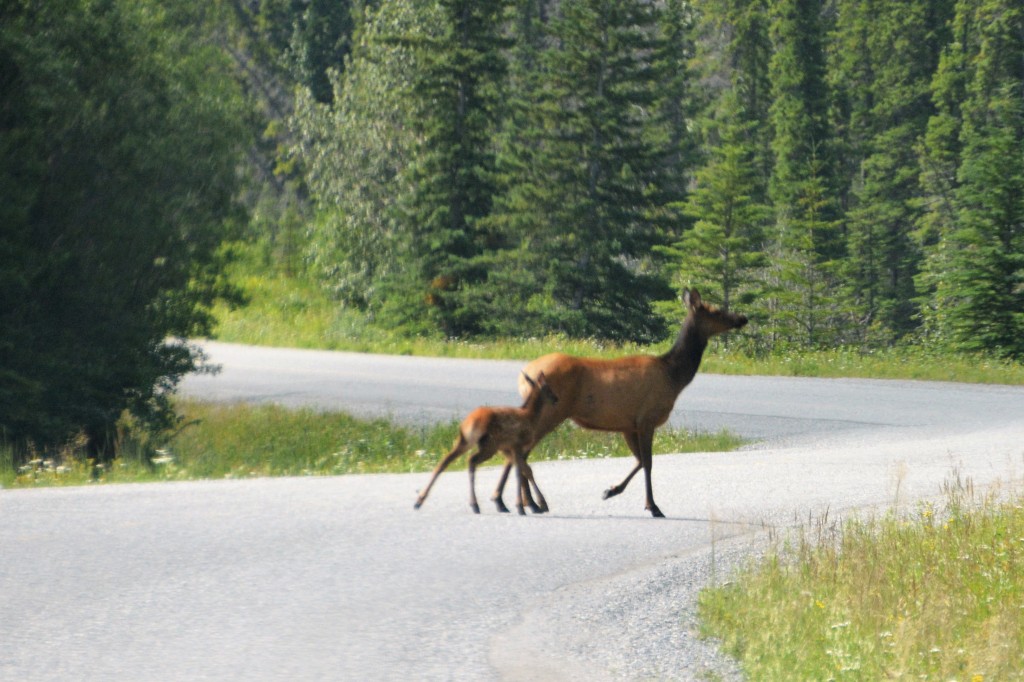 A female elk and her calf cross the road in front of us - like all wildlife spotting, you have to be very lucky to see these guys