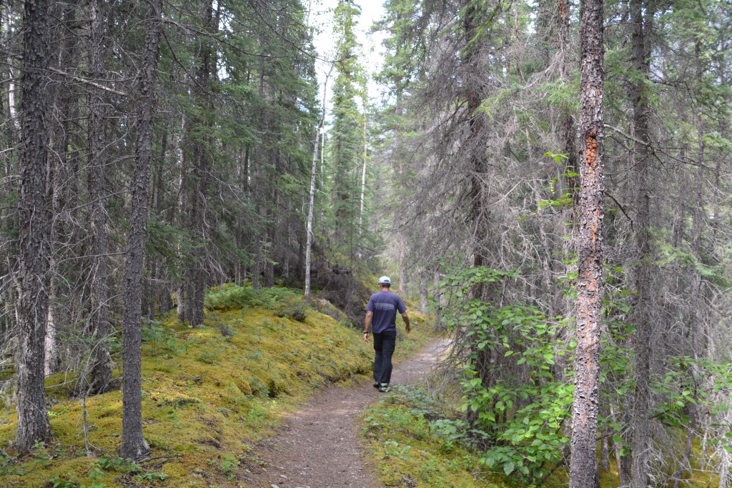 We did a few short walks to take in as much of the scenery as possible - but with all our bear protection equipment close at hand