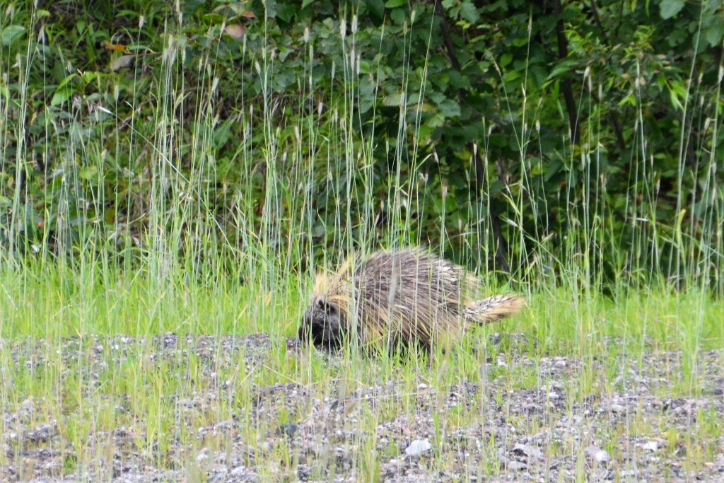 A porcupine was also searching for food on the side of the Alaska Highway and we got lucky to spot him