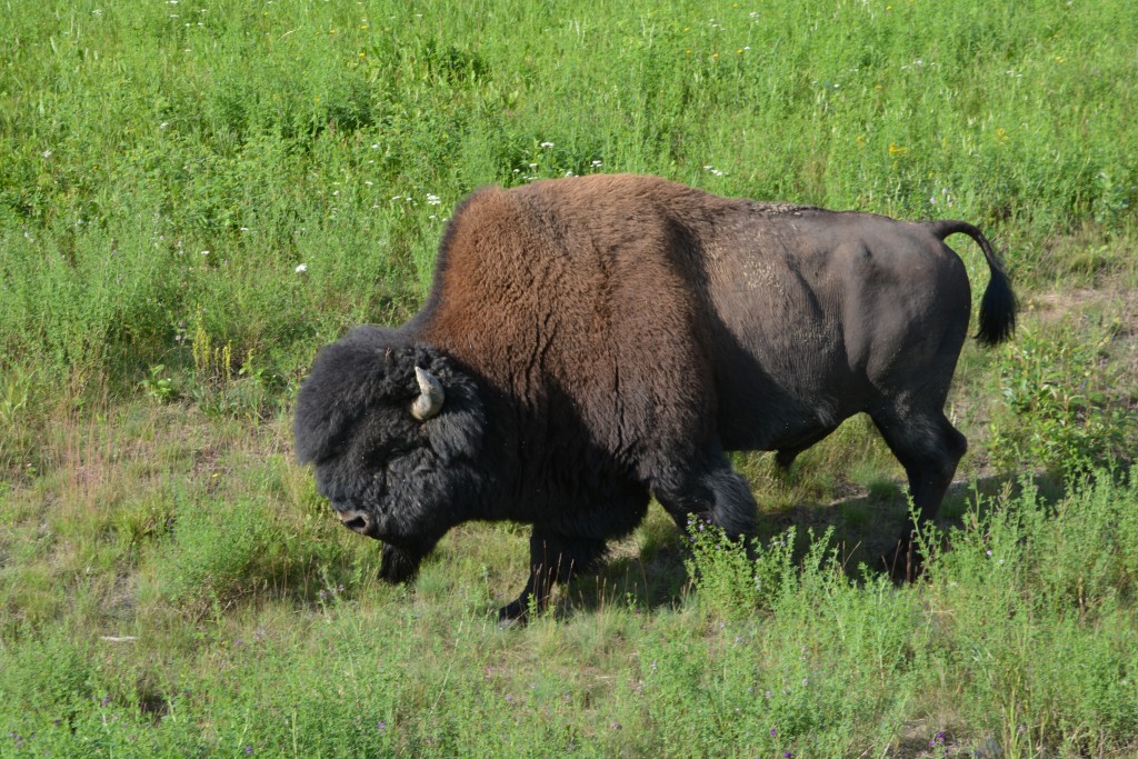 Another gratuitous photo of another magnificent wood bison - don't you just want to take him home with you?