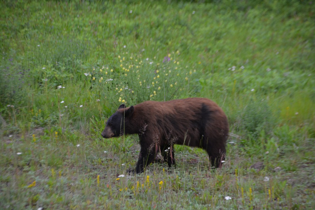 This black bear is actually quite brown - not uncommon - and grazed for small berries on the side of the road