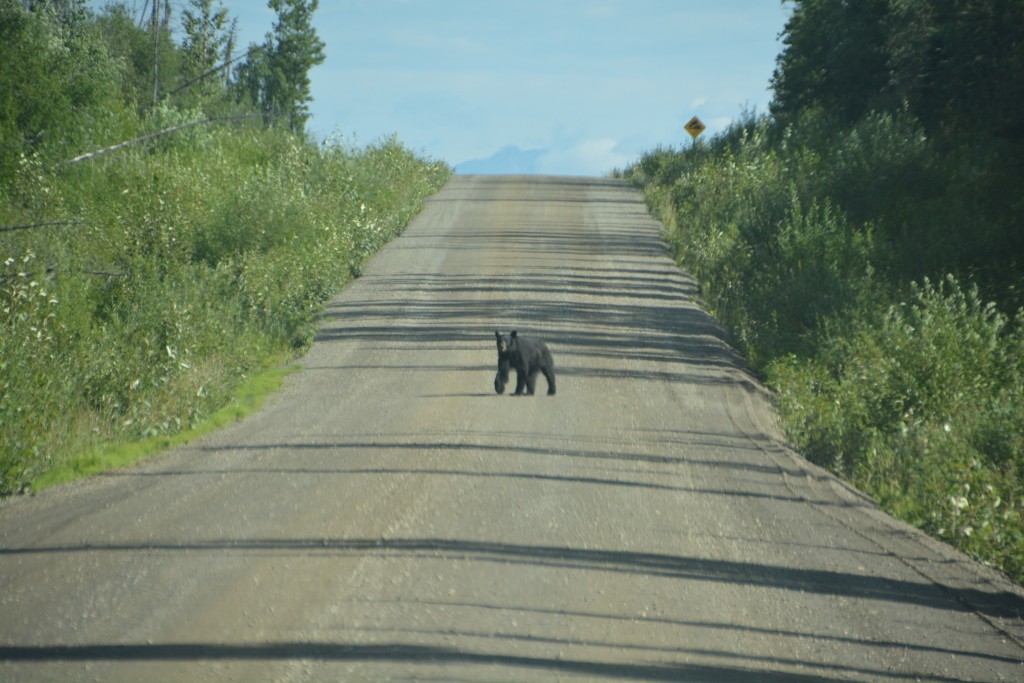 Hey - we're not afraid of you, get off our road...we said from a distance when this black bear stopped us