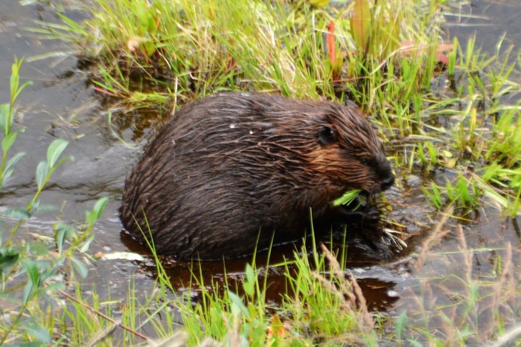 This beaver was grazing on the grassy slope just below the road