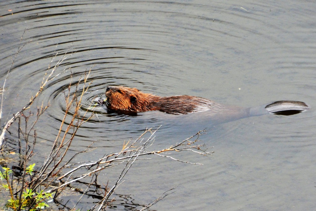 Beavers are hard to spot and then suddenly we found five of them in the single pond!