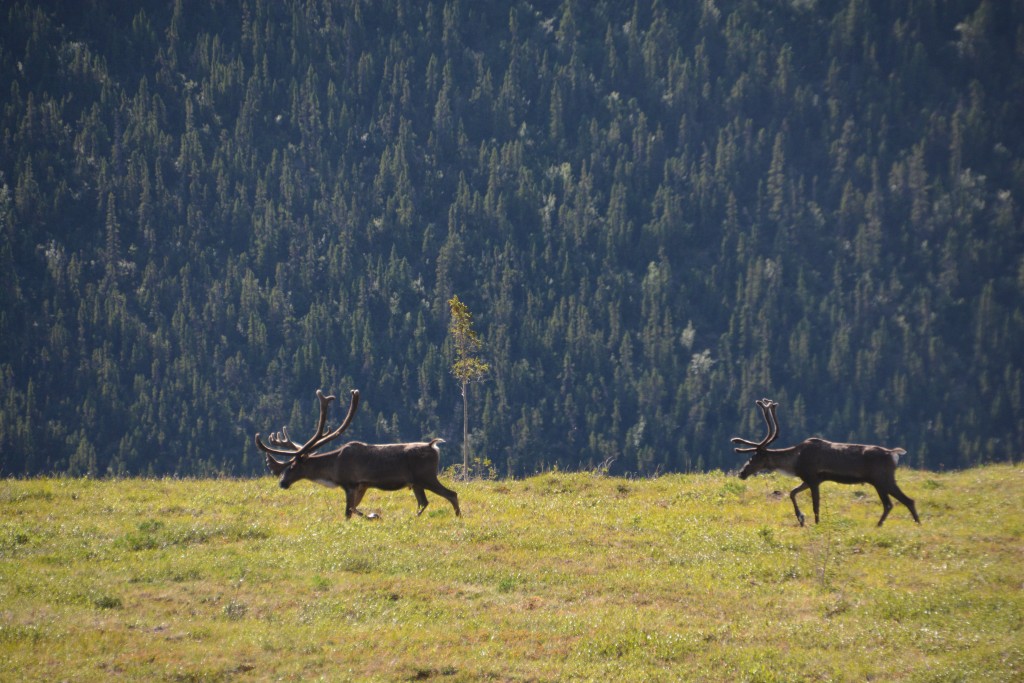 It seems almost impossible that these caribou grow their antlers every year and after the mating season knock them off to start over
