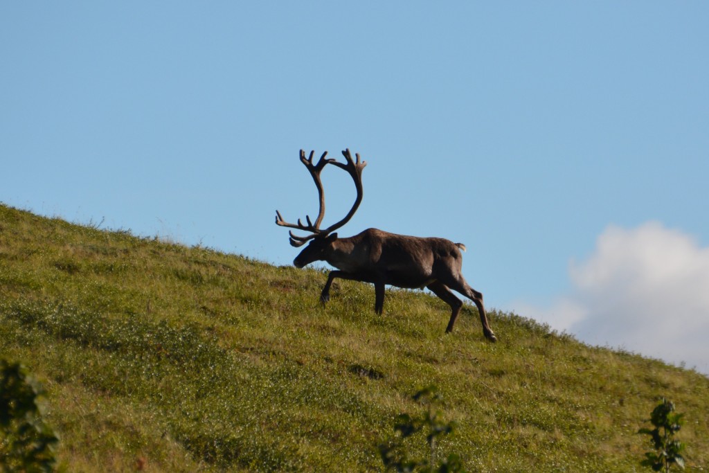 One of my favourite shots of this trip - the majestic male caribou in all his glory and ready for another big season of rutting