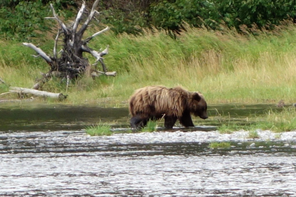 This yearling brown bear was scavenging for dead fish that had already spawned, not bothered by us at all