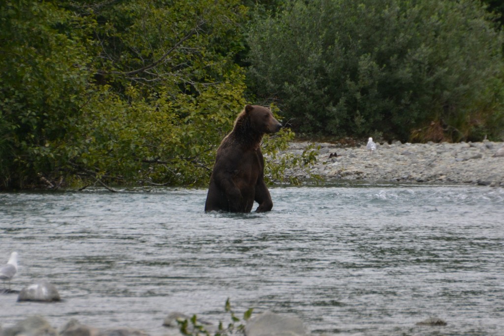 The Fisherman was a master of his craft, standing in this deep hole in the stream, looking for the right fish and then pouncing on it - he rarely missed