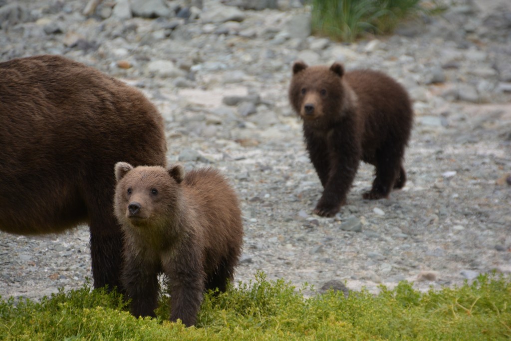 A face only a mother could love - wouldn't you like to just pick one of these guys up and give them a big hug?