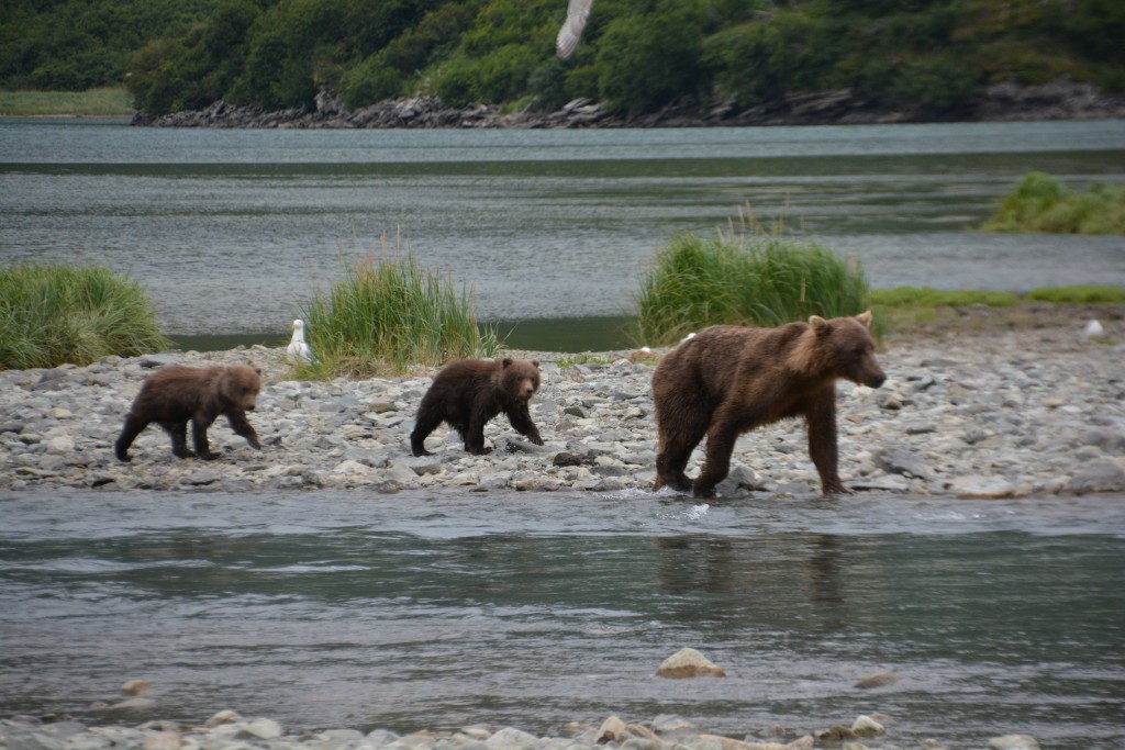 This mum and cubs fished on the opposite bank but she was very careful not to lead her bubs too close to the large male bear
