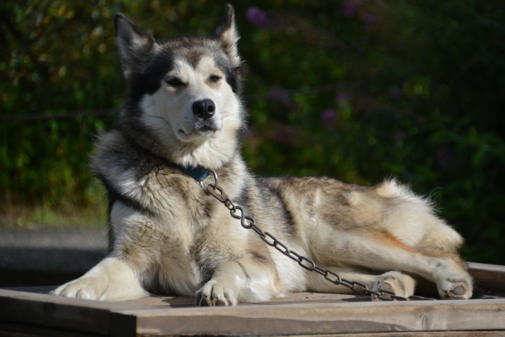 The husky sled dogs are a huge part of Denali's history and are still used today to help maintain its far reaches during winter