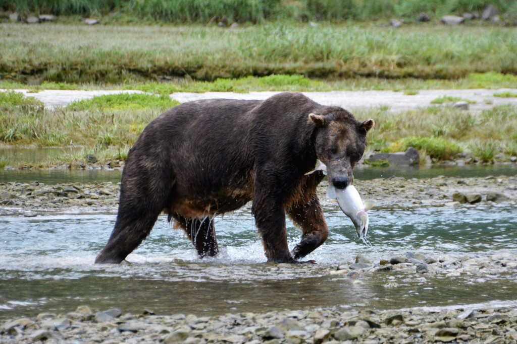 This darker bear hunted by chasing the salmon into shallow water so he could simply reach down and pick them up 