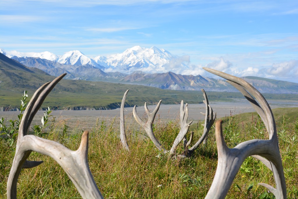 And here's the gimmicky caribou antler photo of Denali
