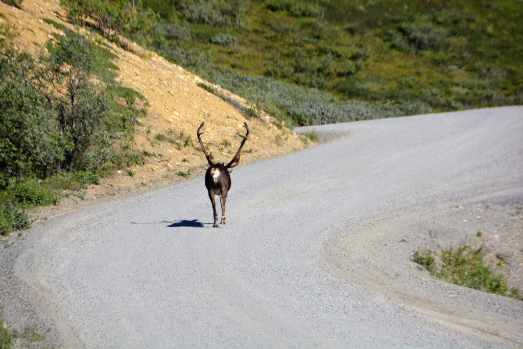 Hey, get off our road - these caribou think they own the place!