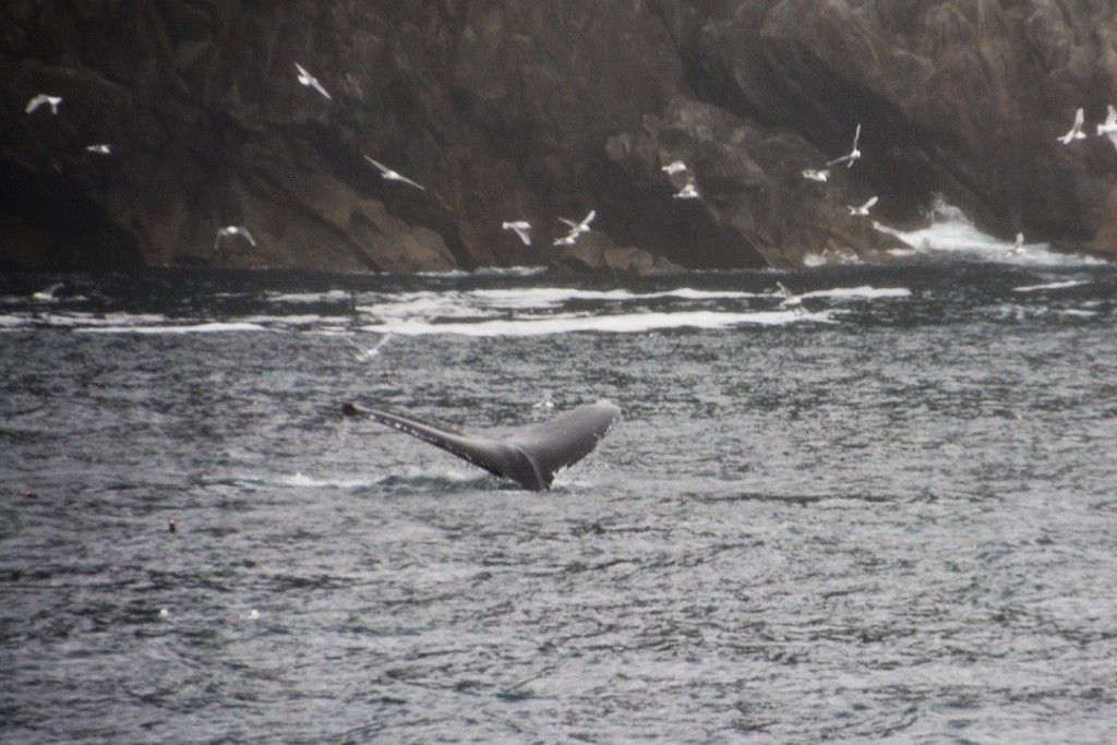 A humpback fluke waves goodbye to us before disappearing in the cold water