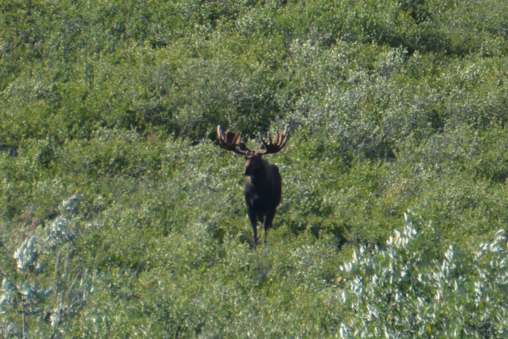 A magnificent bull moose takes a mild interest in us - his antlers spread more than five feet across