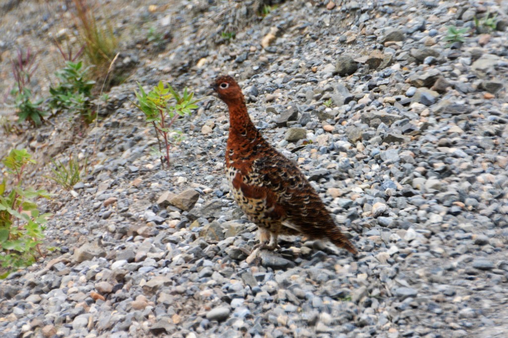 The Ptarmigan, Alaska's state bird, turns white in winter to hide itself