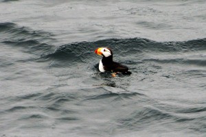 A cute and colourful Tufted Puffin - almost a mascot of the local area - floats by our boat