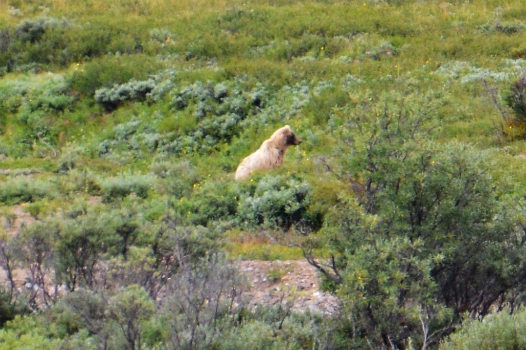 A beautiful blond grizzly crosses a gulch, seen from far away