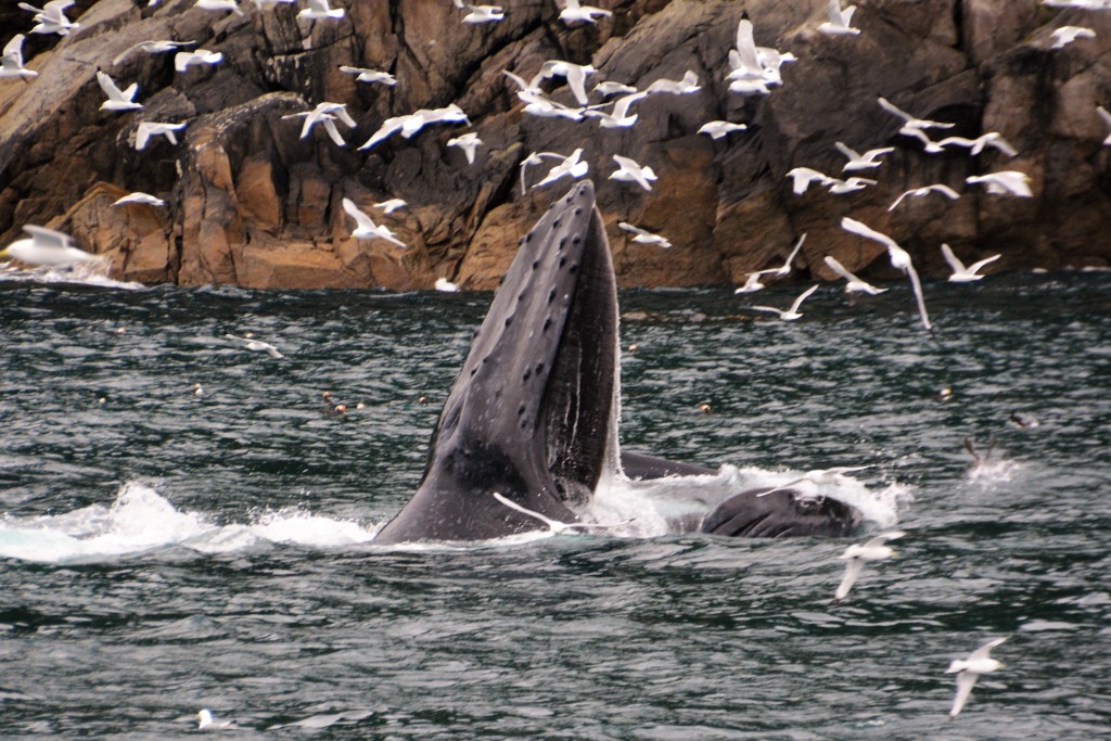 The humpback fishing technique is to dive deep and come straight up through a 'bait ball' of fish with its mouth open, then popping out above the surface