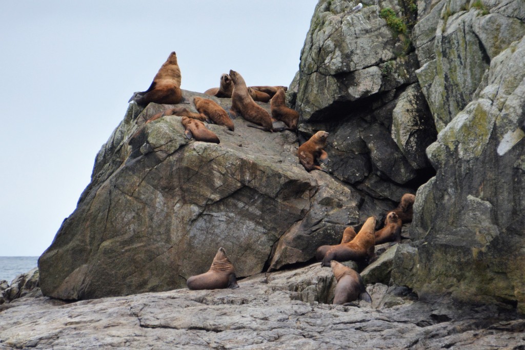 The endangered Steller Sea Lions seem to take a more relaxed approach to life - just lying about on rocks and occasionally letting out a loud bellow
