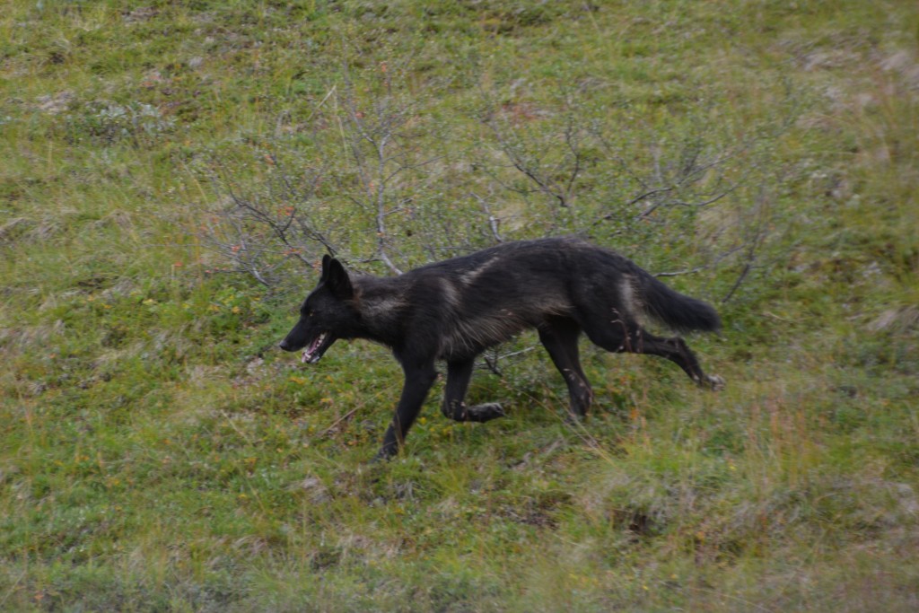 A beautiful black wolf - very rare in the park - passed in front of our bus and then followed our road for a while