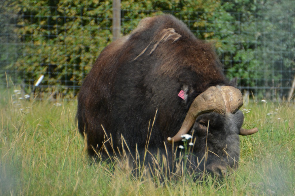 This huge bull muskoxen was an amazing beast, designed for temperatures way below zero