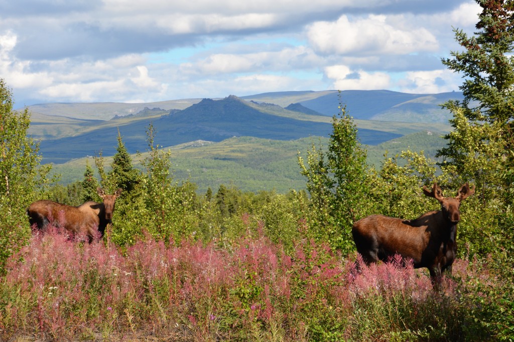 A young bull moose and his pretty little girlfriend were grazing amongst the fireweed near the road