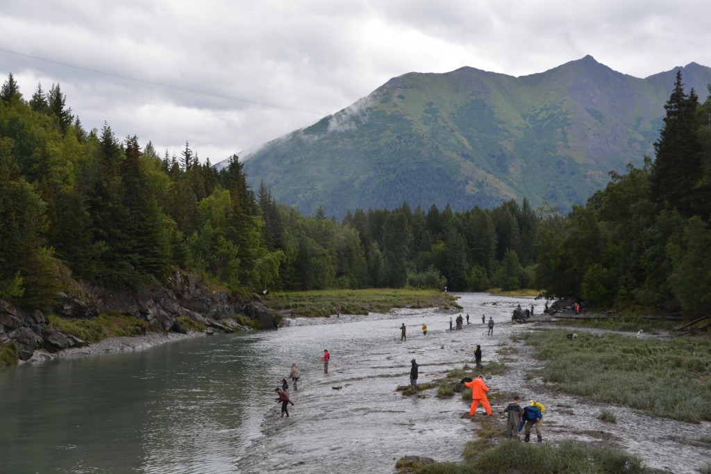 Combat fishing for silver salmon on the banks of Bird Creek - quite a spectator sport!