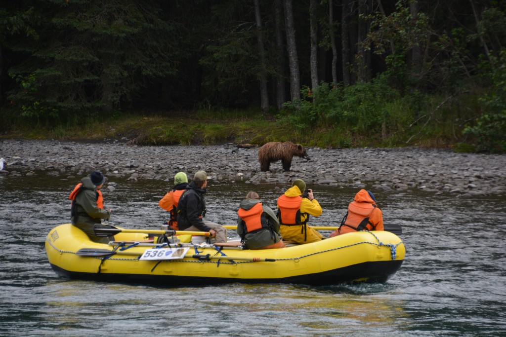 We stopped on the side of the road when we saw this young brown bear foraging for fish and then this group came paddling by