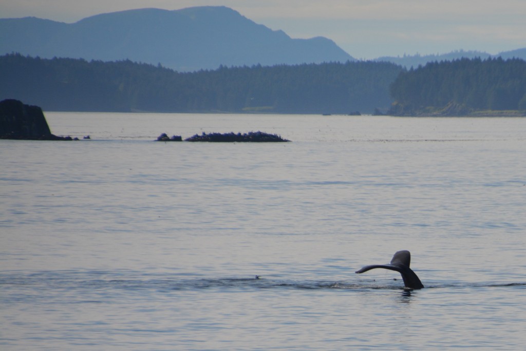 Good spotting! A couple of humpback whales come by to say hello, a beautiful sight anytime
