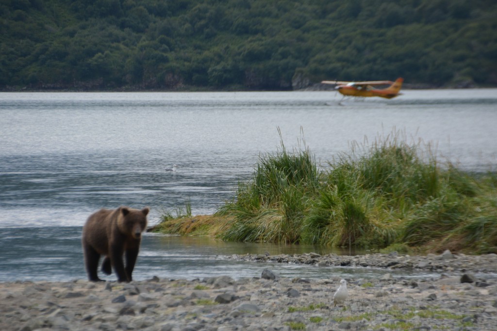 Now this is not a good situation - as soon as we walk ashore a bear comes up behind us and ends up between us and our rescue plane