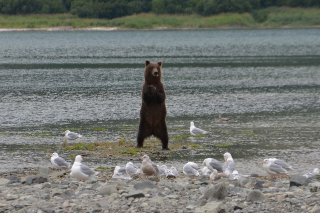 Look at me, look at me! This guy stood up on his hind legs, probably to get a better view of us in the middle of his fishing