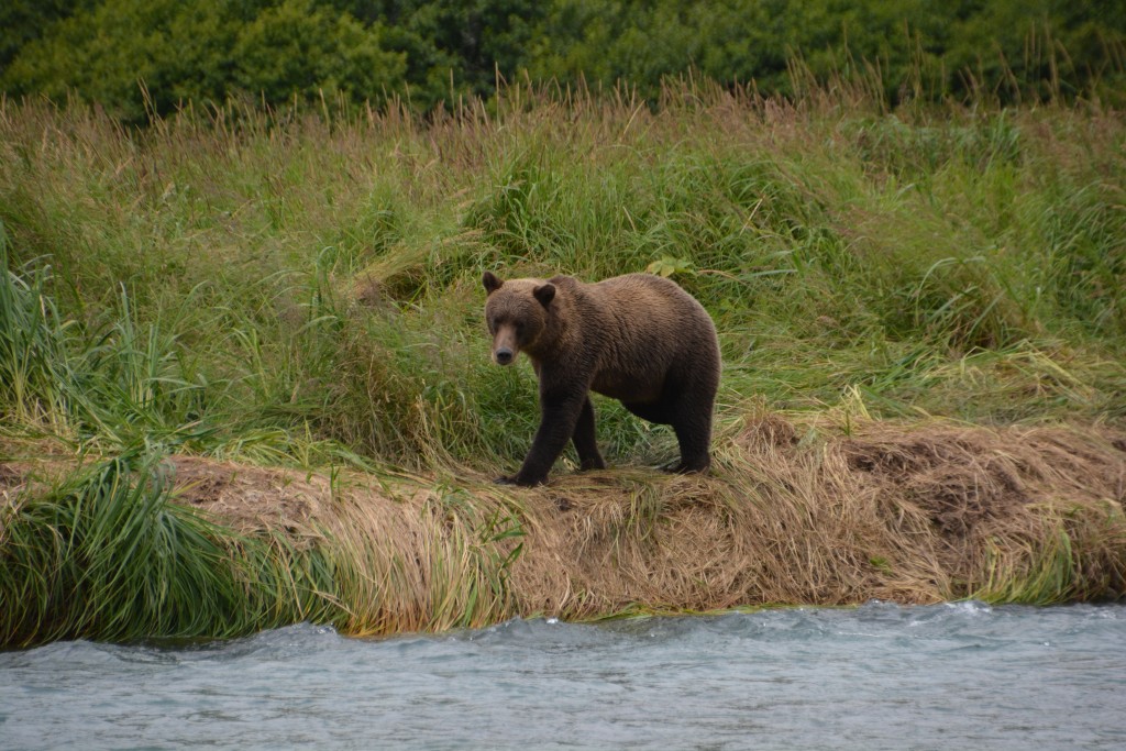 This handsome guy would stalk the stream's shores until he saw something he liked 