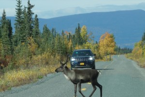 A young caribou chanced his luck between us and another car. Luckily neither of us had a gun.