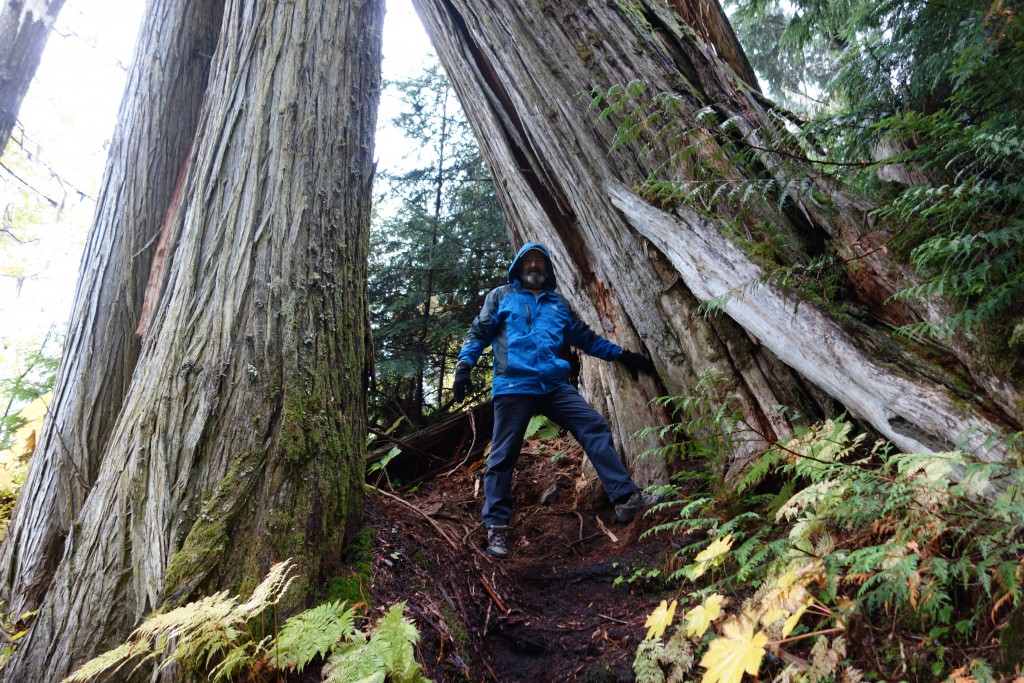 Oh wow, these giant trees were just amazing, quite a thrill to be walking amongst them
