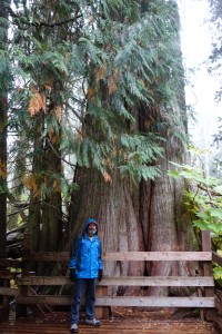 I'm standing in front of the biggest and oldest tree of them all - ingeniously named Big Tree