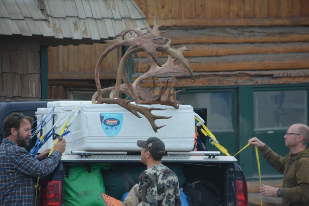 Hunters in Tok strap down their huge caribou antlers - quite a prize for the front of their garage