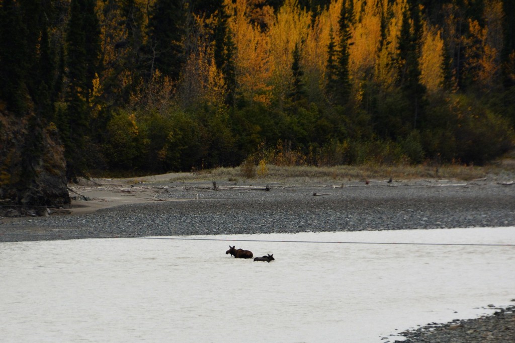 A female moose and her young calf negotiate themselves across a river near dusk one evening. At one stage the calf floated downstream and swam out on the other side
