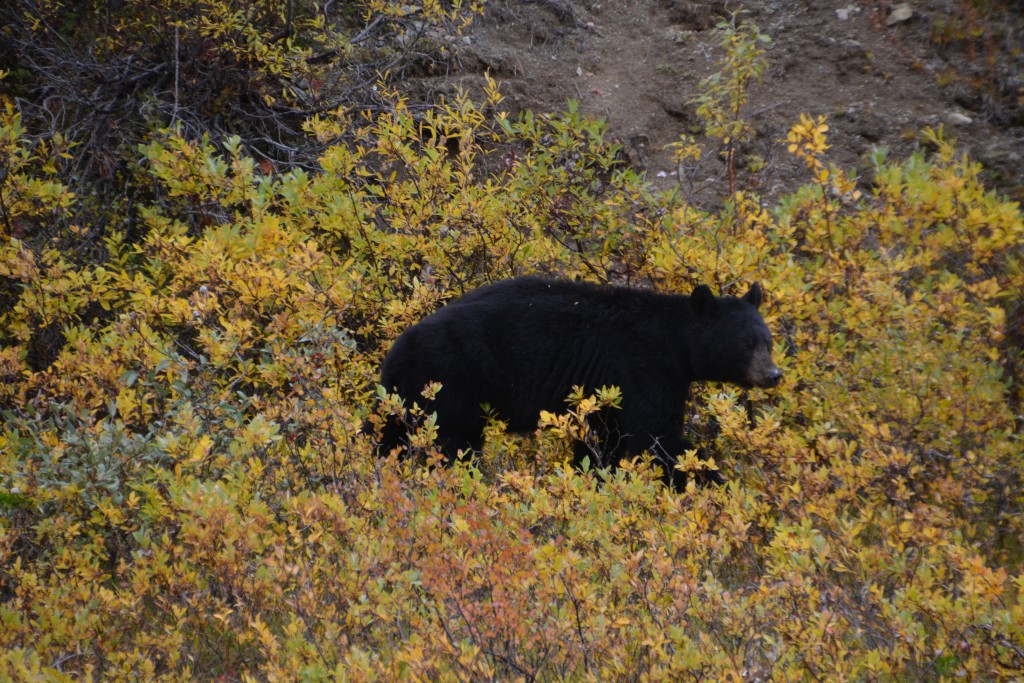 This black bear had to suffice on eating berries, a poor substitute for big fat salmon