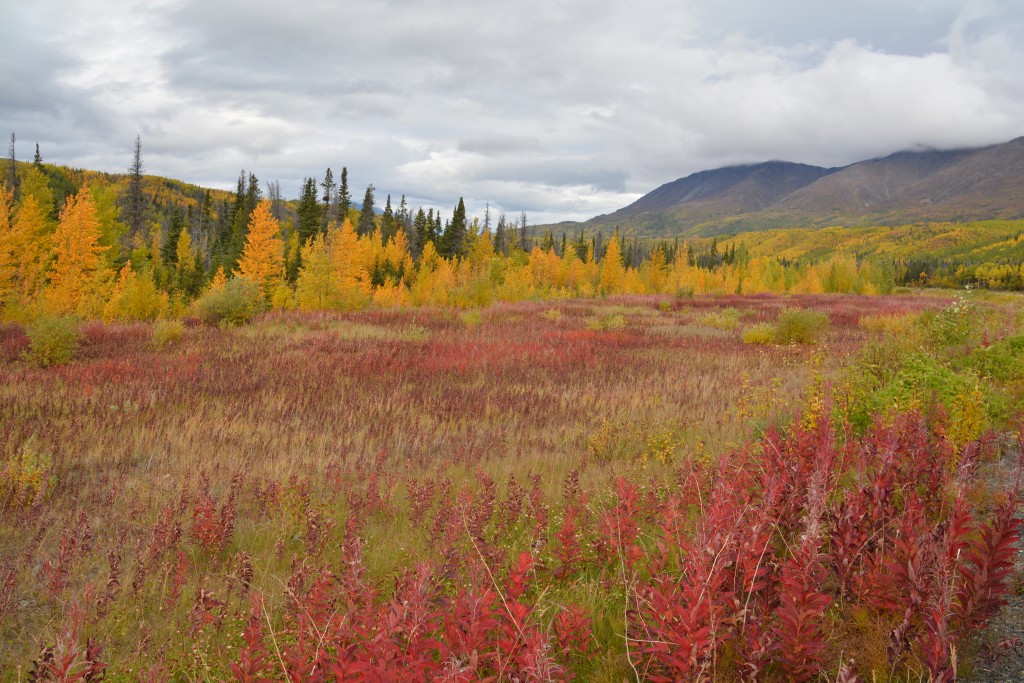 A beautiful fall scene - the red from the fireweed, yellows from the aspen/poplars, green from the spruce and the distant mountains in the background