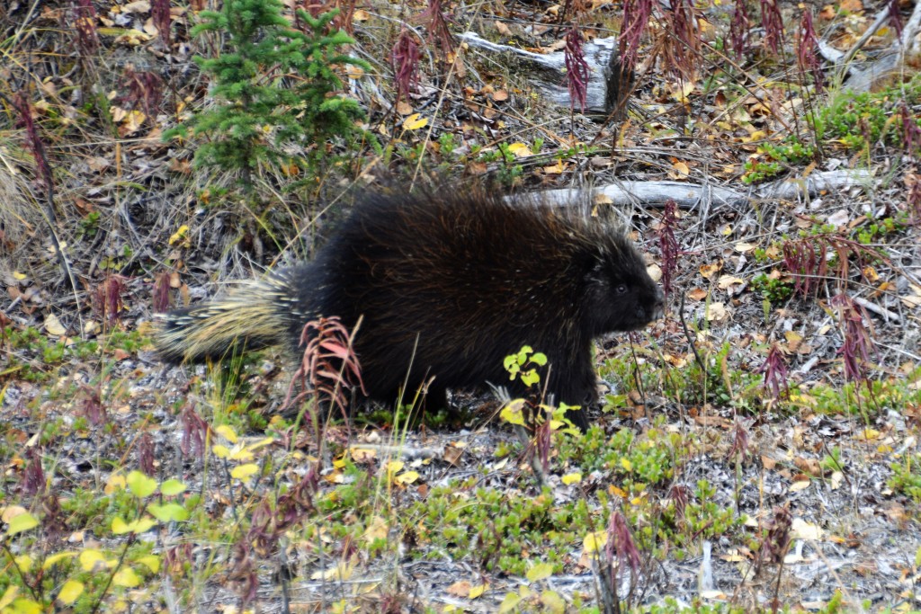 I'm not sure what porcupine's eat but this one hadn't missed many meals