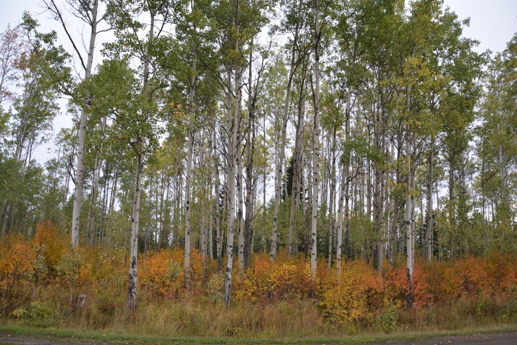 Gotta love these fall colours