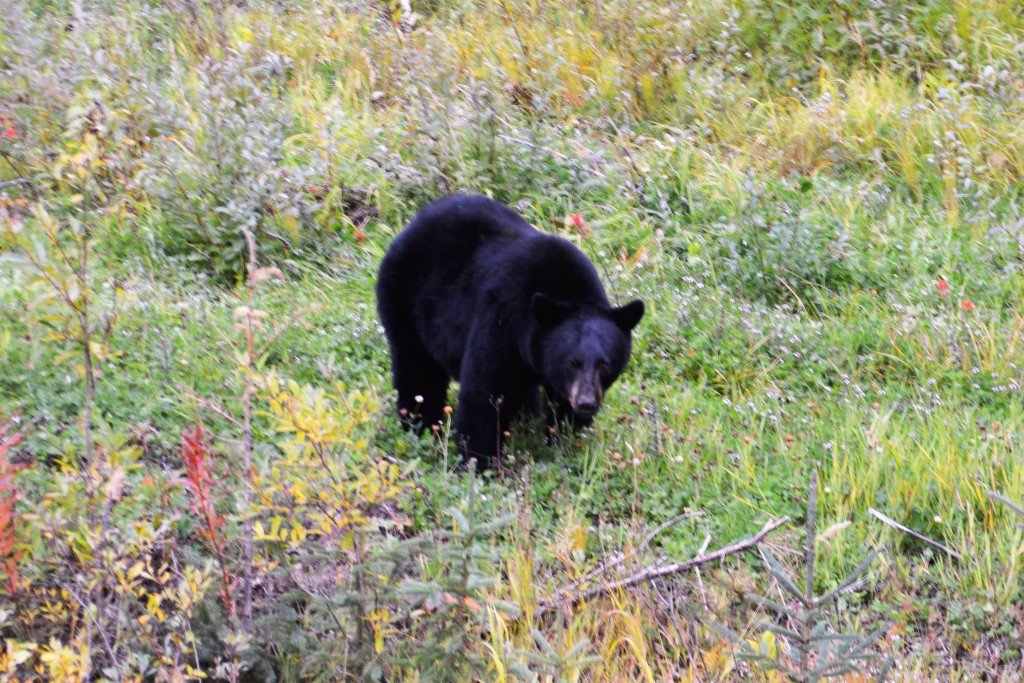 Did I mention there were no more bears on the side of the road? Well, just as we stopped looking this beautiful guy was grazing near by
