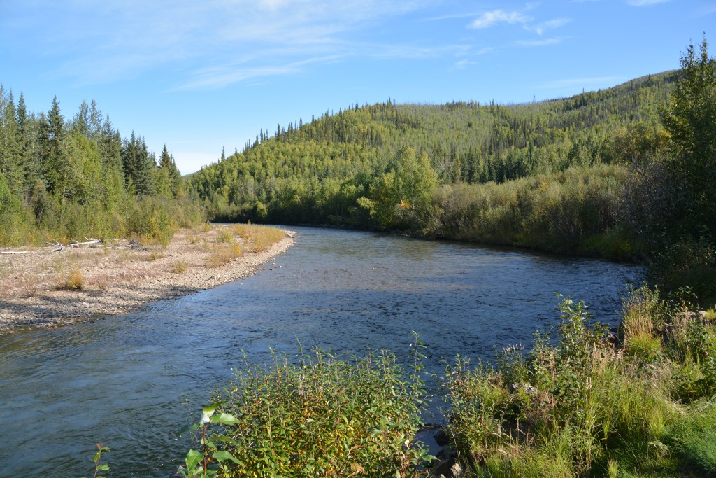 The north fork of the Chena River, part of our beautiful walk in this recreation area