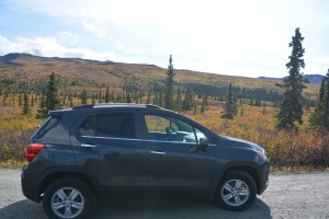 Junior amongst the fall colours of Denali - a much different look than a month ago